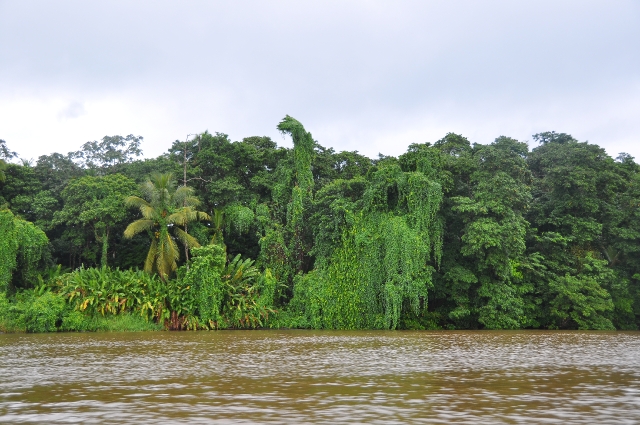 costa rica wildlife, pacific-035.JPG - PARISMINA RIVER - MID COSTA RICA, RAINFOREST - DRY/WET SEASONS